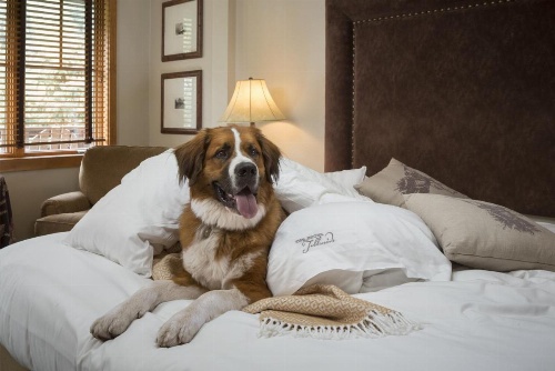 The Hotel Telluride image 33